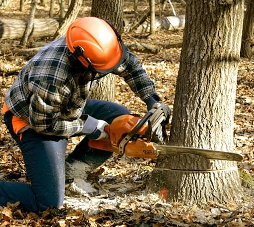 Tree Removal in Naples, NY